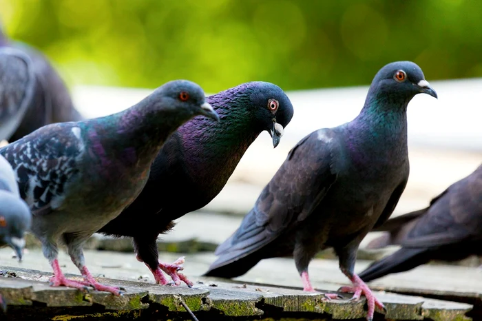 The woman is researched after she caught and ate a pigeon.