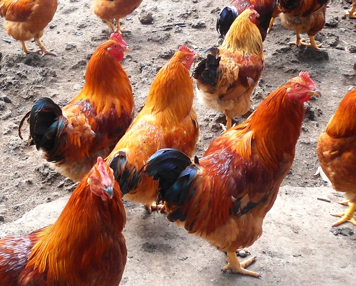 The roosters are castrated and put to fatten photo wikipedia