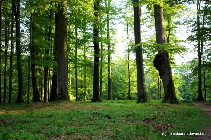 Secular forest
