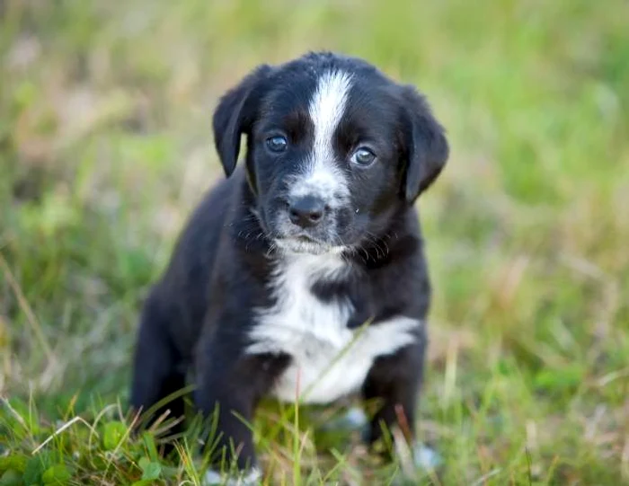 Ten dog chicks were thrown in the trash in Arad photo: Archive