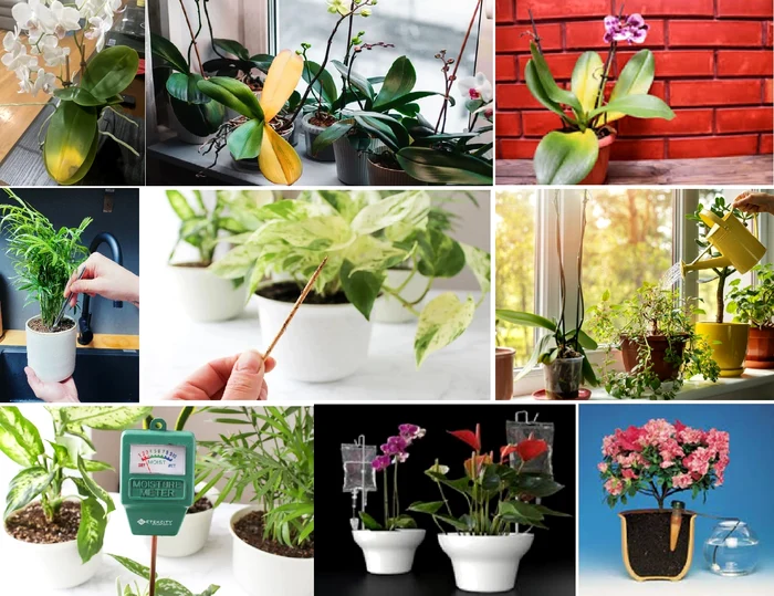 Collage Images with apartment plants with problems and care tricks