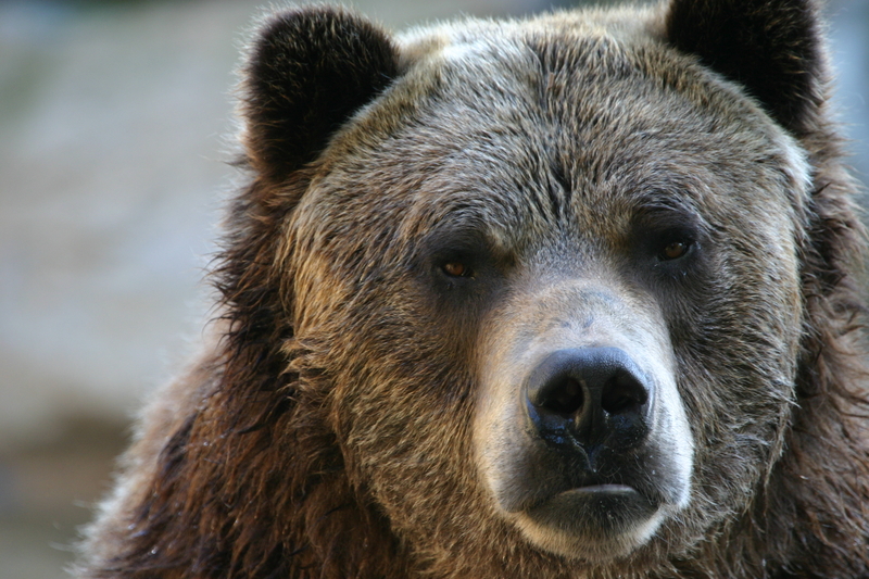 Operational group in Dolj, after a bear was observed in a locality near Craiova. The prefect's call