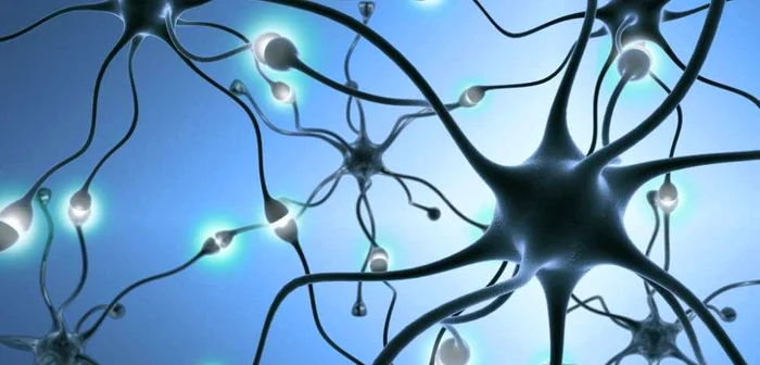 Neurons. Source: Shutterstock