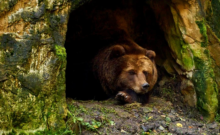 Brown bear. Photo: pixabay.com