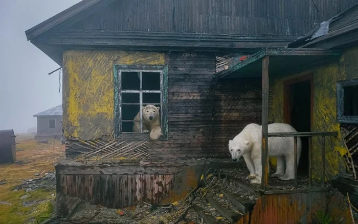 Polar bears occupied the photo building: X