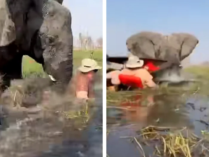 Two tourists couples were attacked by elephants in Botswana/Photo: Video capture