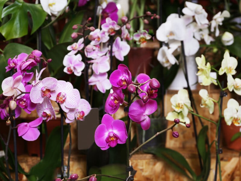 The orchid will break out with flowers, even if she has not done this year. Effective top dressing