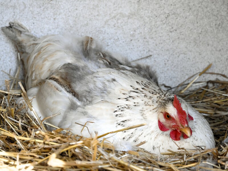 Chickens will be good. Experienced farmers told what they insist of grain for feeding