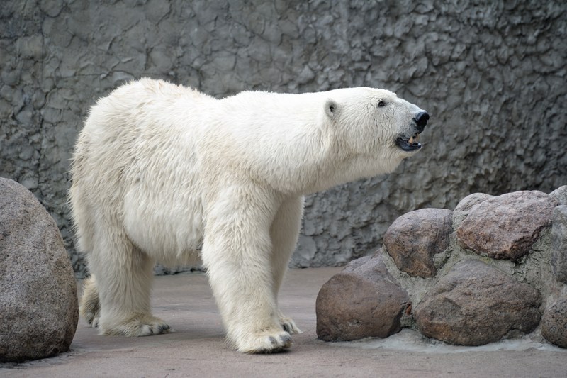 VIDEO. A group of polar bears has seized an abandoned Russian research station