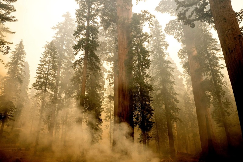 Video a vegetation fire threatens the secular forest by California giant sequoia