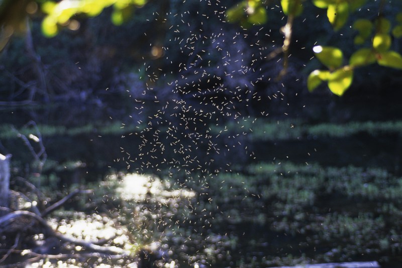 Video what the super-made of mosquitoes looks like, the weapon used to protect from 