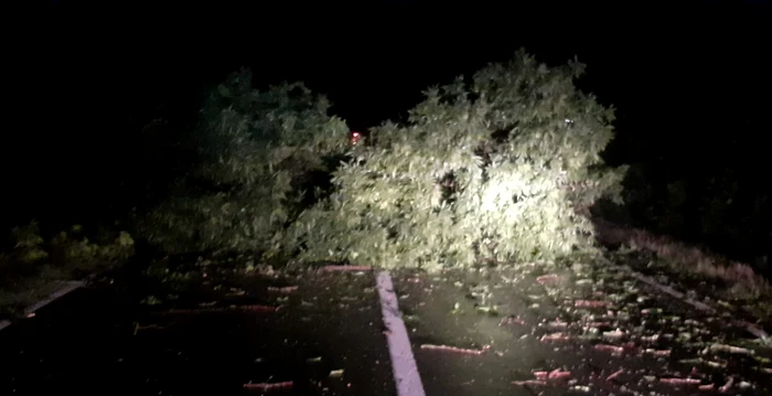 The bad weather has caused tree falls in Bucharest: Archive