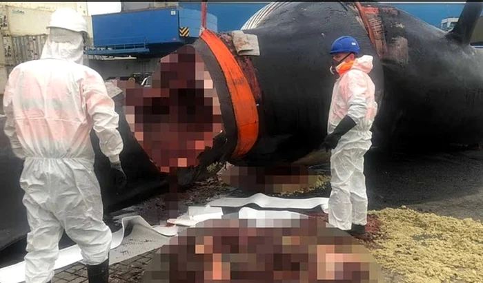 Ben Giles while cleaning the body of a photo whale: capture 