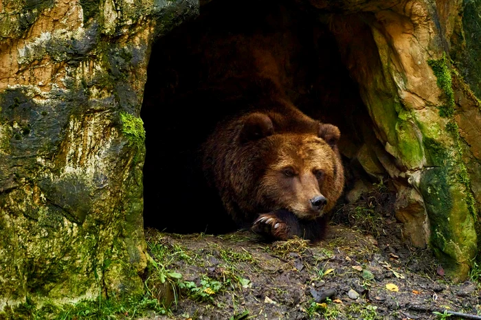 Bears were looked upon with fear by the ancients. Source: Pixabay.com