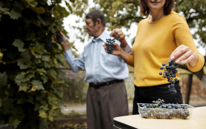 Grapes are considered by some scientists as a superficial. Photo: freepik.com