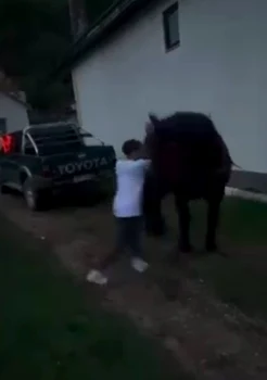 Two men from Bistrița-Năsăud, detained after forcing a horse to pull a field car