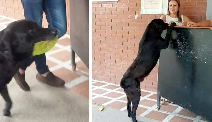 The brilliant gesture of the Negro Photo dog: x