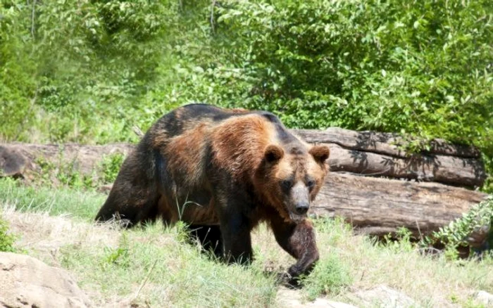 The bear attacked again PHOTO: The truth (archive)