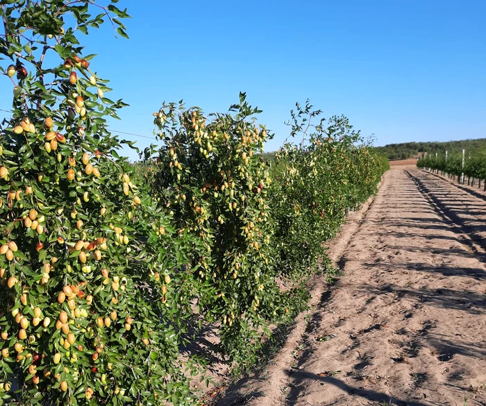 Field culture of Ziziphus jujuba at SCDCPN Dăbuleni, on beach-like sand. PHOTO: A. Diaconu