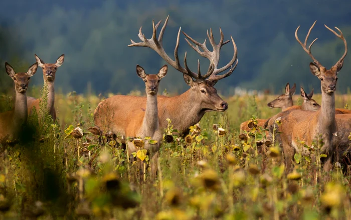Wild animals have not been hunted in the canton of Geneva for five decades. Source: Freepik.com