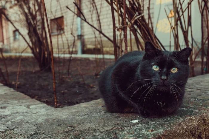 Romanians are no longer afraid of the black cat