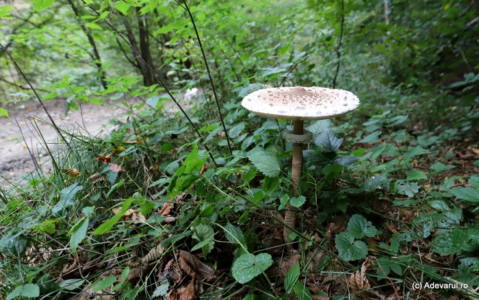 Wild mushrooms sometimes pose health risks. Photo: Daniel Guță. TRUTH