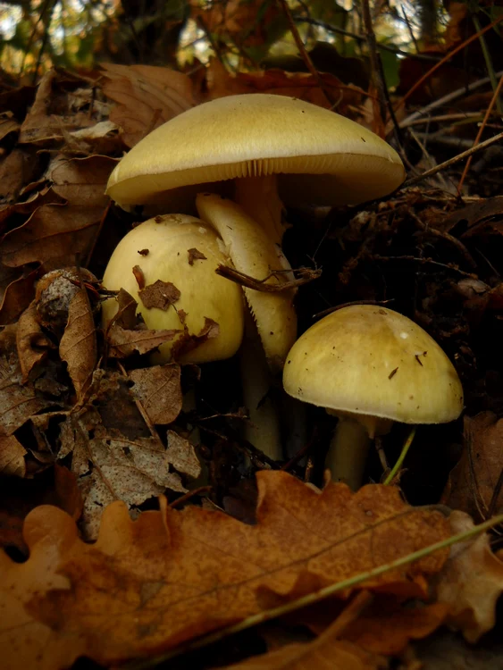 Amanita phalloides Photo Wikipedia 