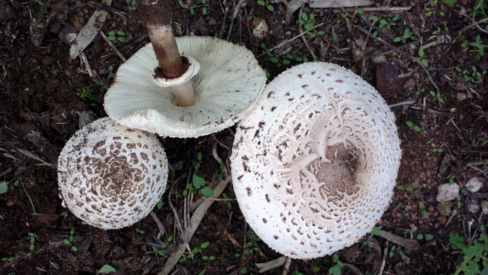 Chlorophyllum molybdites. Source: Wikipedia