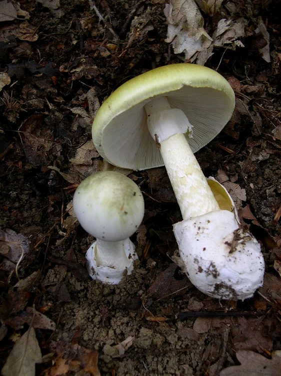 Amanita phalloides Photo Wikipedia 