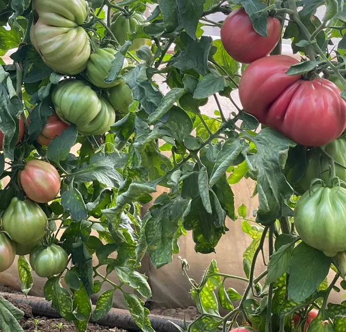 Tomatoes
