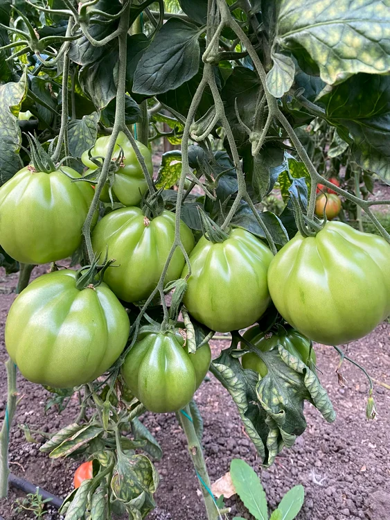 Heat and light are needed for tomatoes to ripen PHOTO: FB/Ilie Ursu
