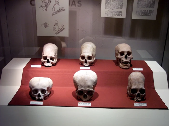 Paracas skulls PHOTO wikipedia
