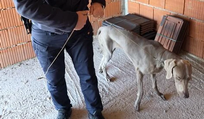 The dog was found by two policemen PHOTO: eBihoreanul