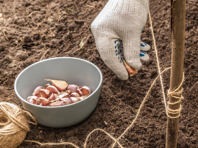Sprinkle this on the ground in October and the garlic will be incredibly large. The secret of a bountiful harvest has been revealed