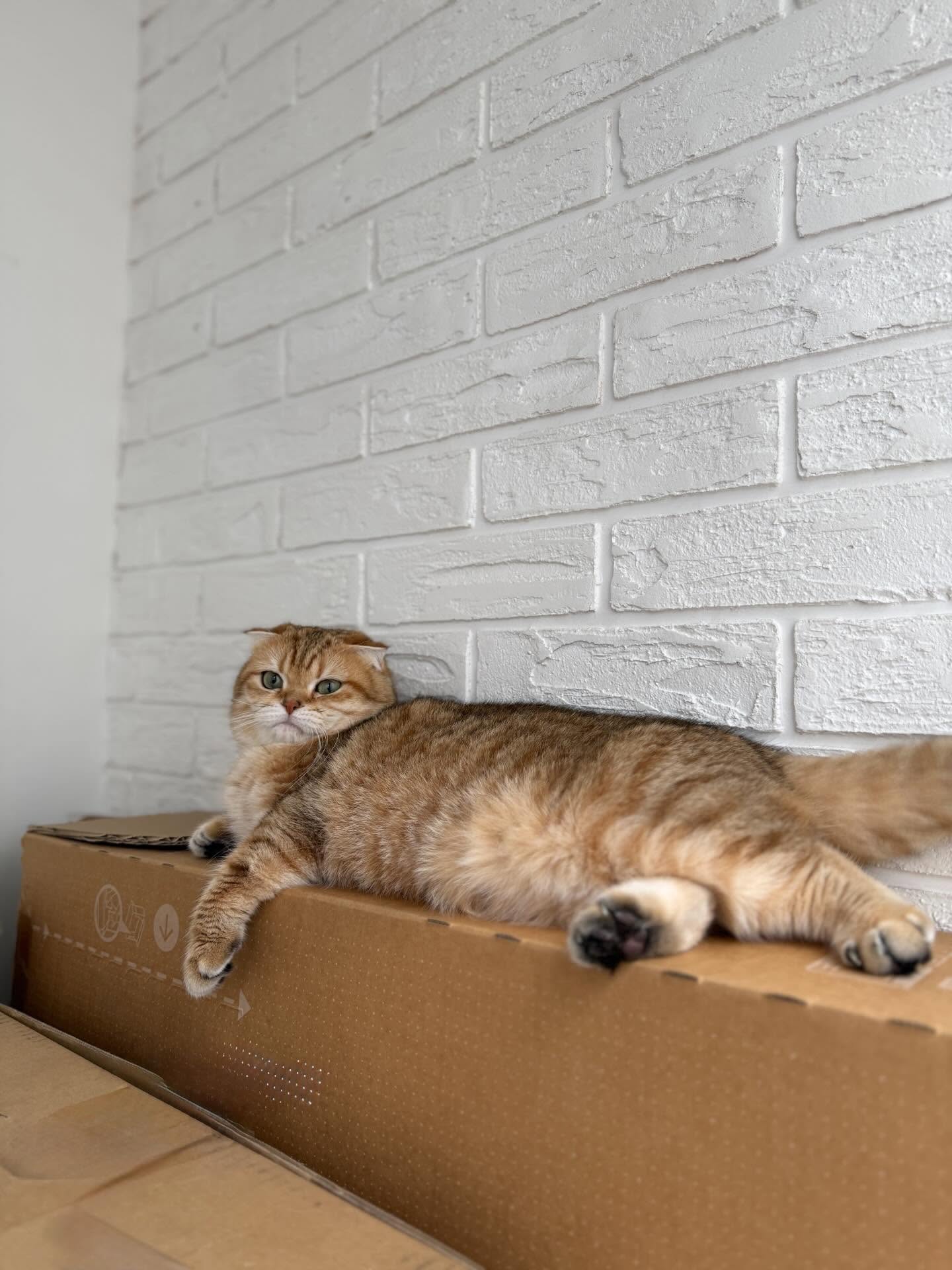 10 hilarious photos, after which you want to hug your cat tightly or finally start it with photo 8