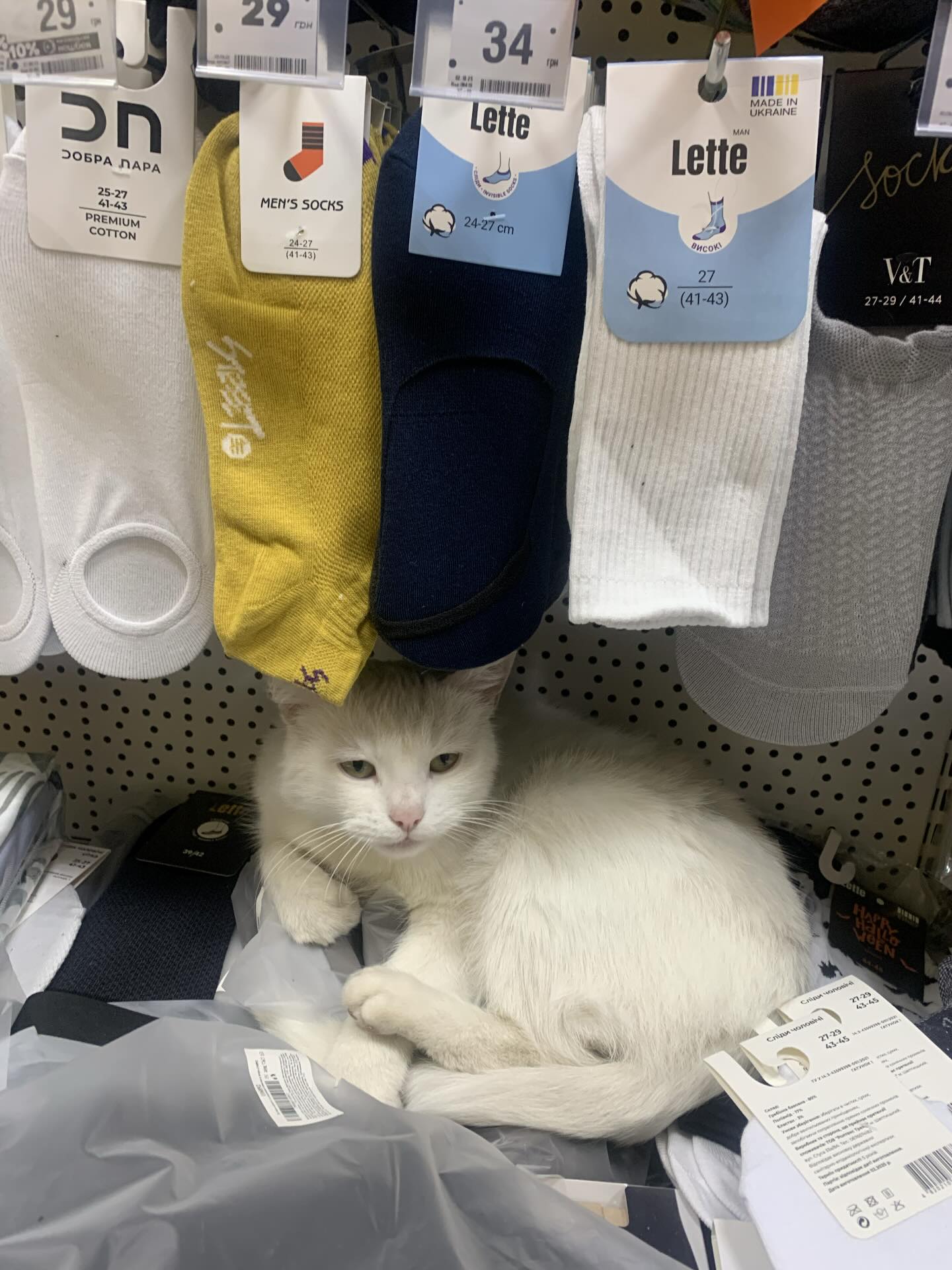10 hilarious photos, after which you want to hug your cat tightly or finally start it with photo 2