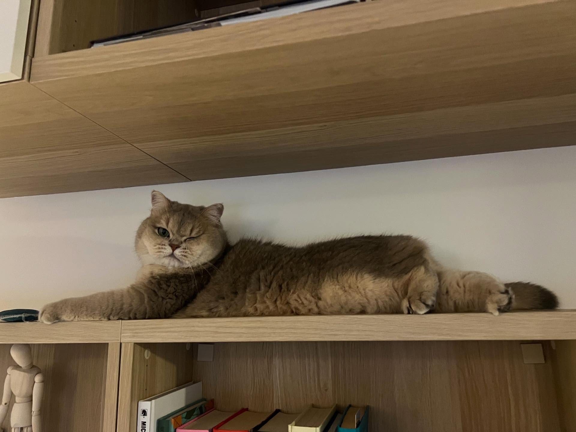 10 hilarious photos, after which you want to hug your cat tightly or finally start it with photo 7
