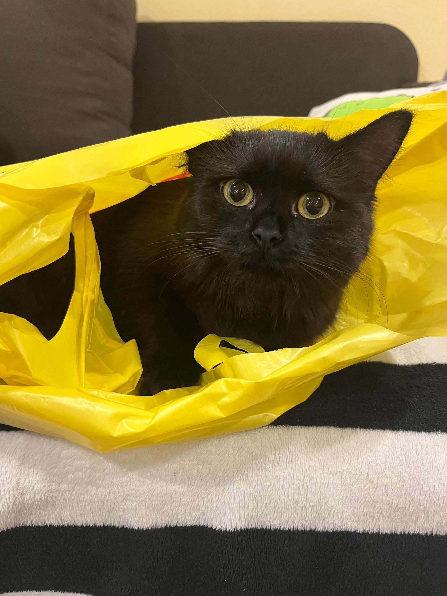 10 hilarious photos, after which you want to hug your cat tightly or finally start it with photo 9