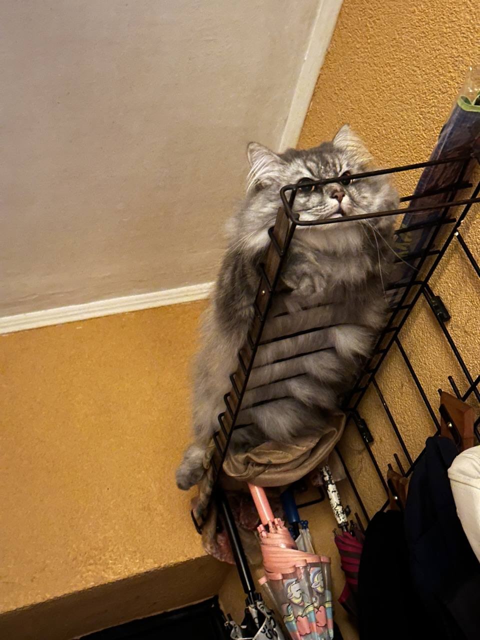 10 hilarious photos, after which you want to hug your cat tightly or finally start it with photo 5