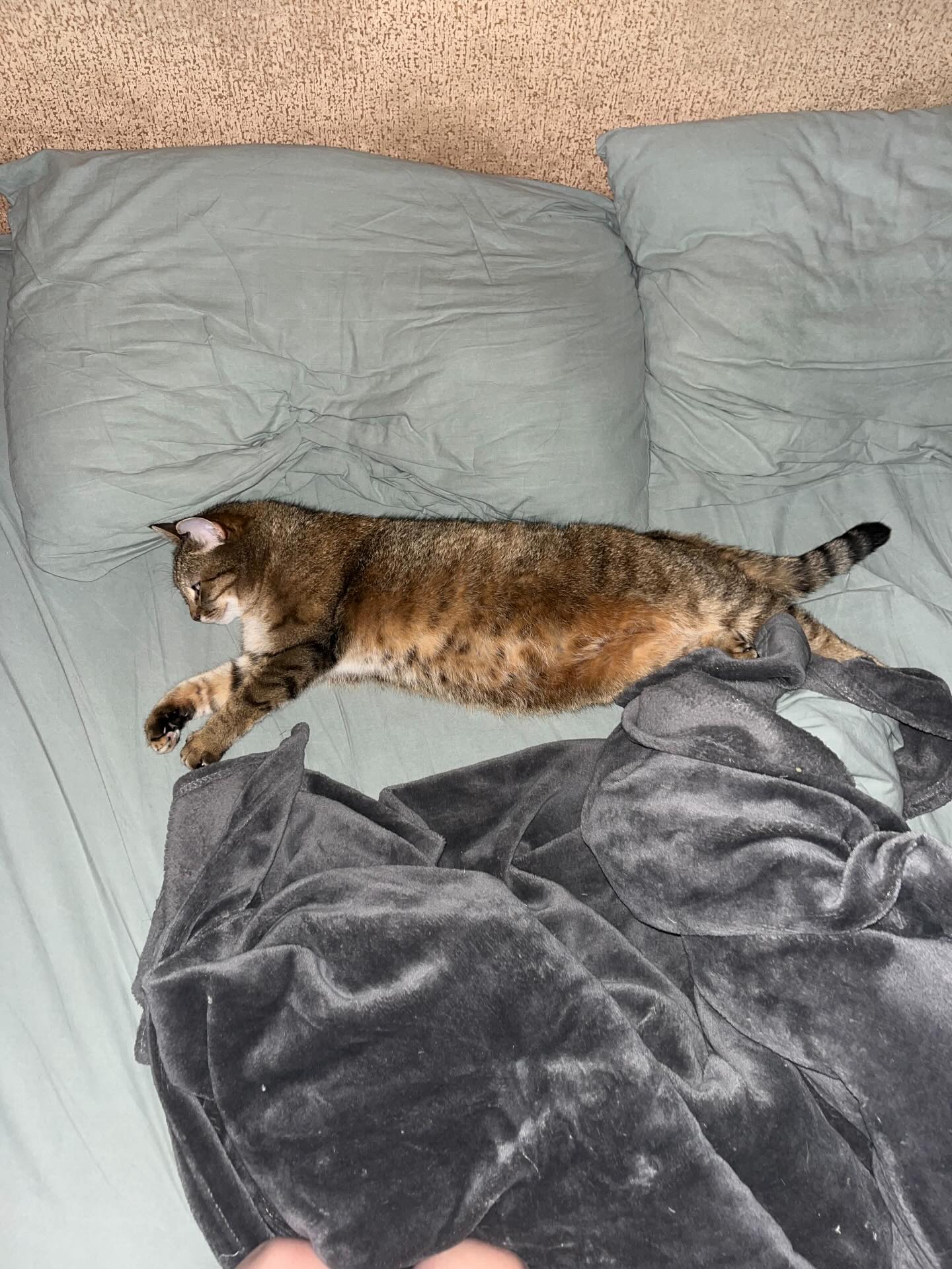10 hilarious photos, after which you want to hug your cat tightly or finally start it with photo 1
