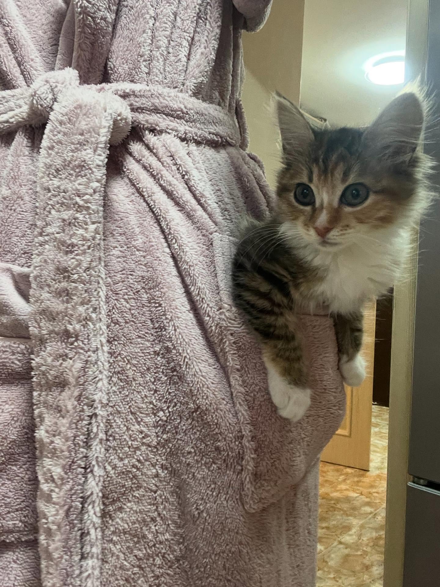 10 hilarious photos, after which you want to hug your cat tightly or finally start it with photo 3