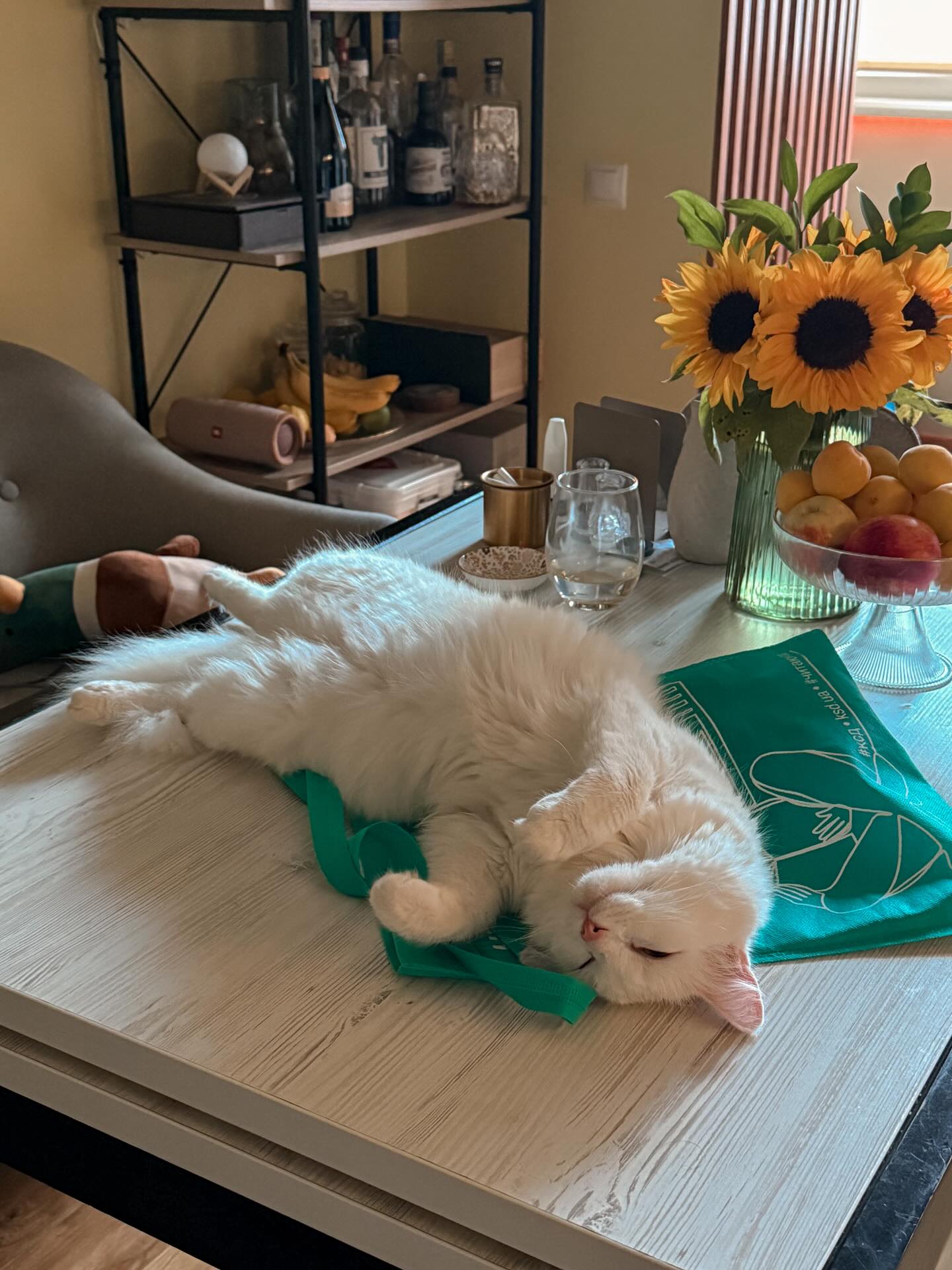10 hilarious photos, after which you want to hug your cat tightly or finally start it with photo 10
