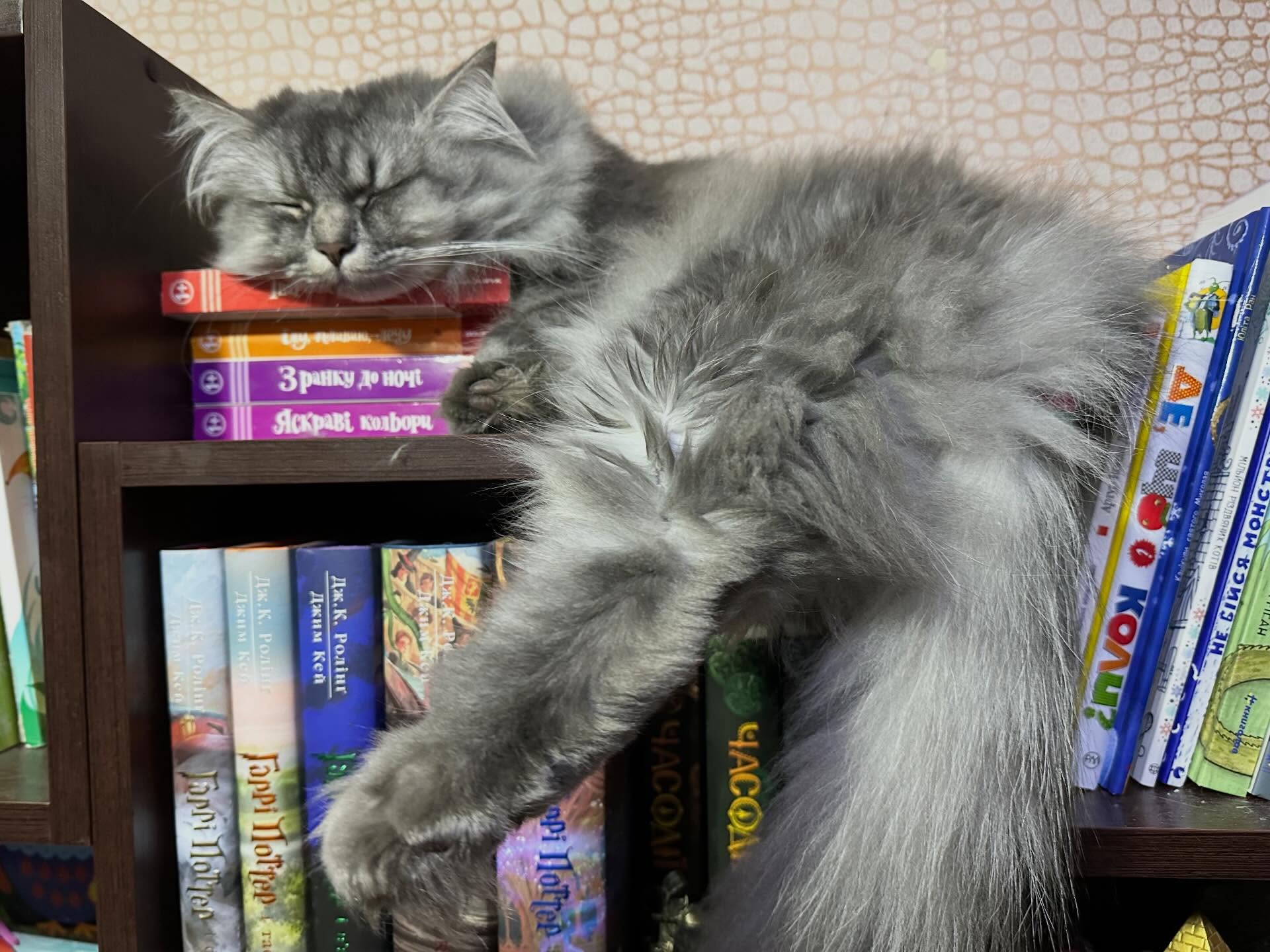 10 hilarious photos, after which you want to hug your cat tightly or finally start it with photo 6