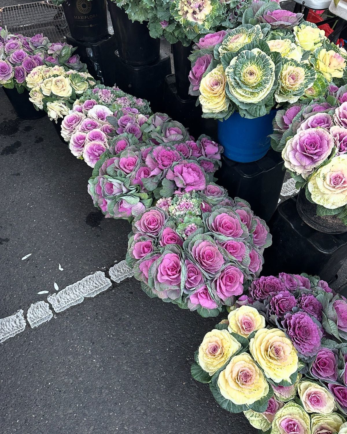 Nobody believes it's cabbage. Six trendy bouquets that evoke amazement and admiration photo 6