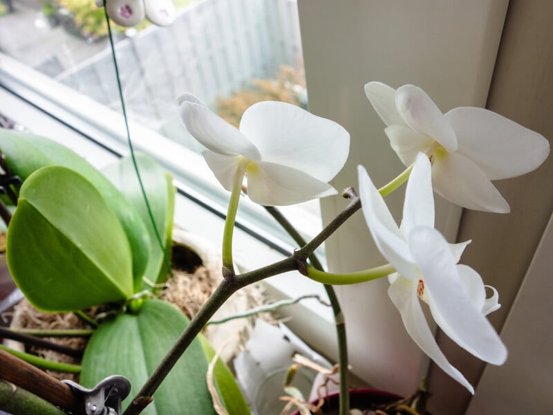 Pour it with boiling water - and you will get an incredibly healing infusion for a weakened orchid