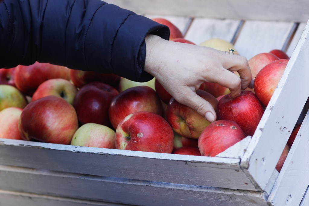 Apple harvest. Inquam Photos / Mălina Norocea