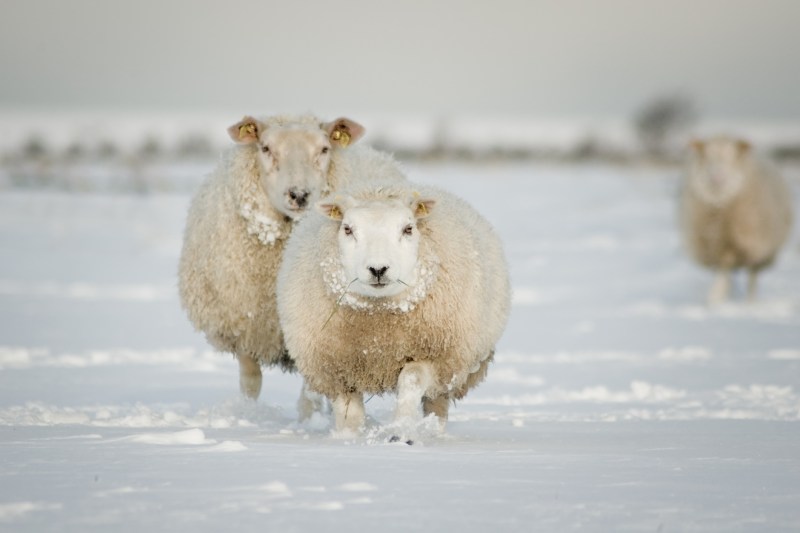 Herds with 10,000 sheep, blocked on the mountain due to half -meter snow. The shepherds called 112 to ask for help