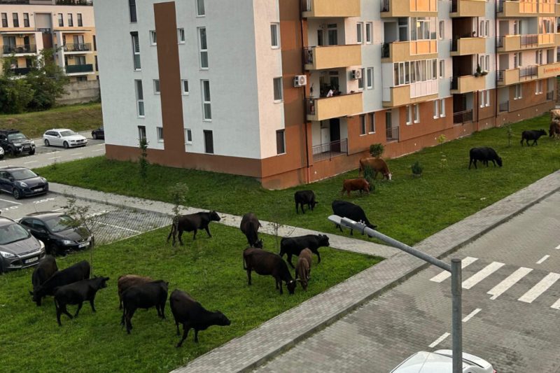 Photo cows that graze among the blocks, in Sibiu. Residents of a residential neighborhood complain that animals destroy green spaces and dirty sidewalks
