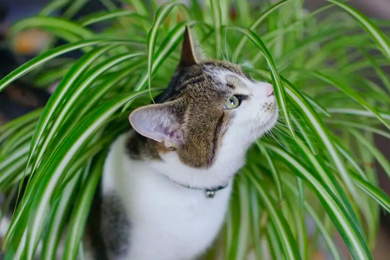 [P]  Plants toxic to cats