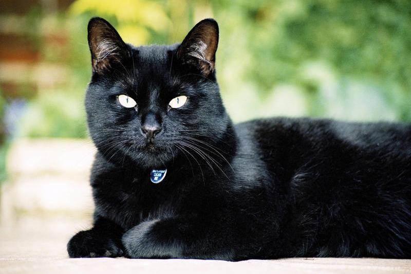 Black cat, photo: Dreamstime